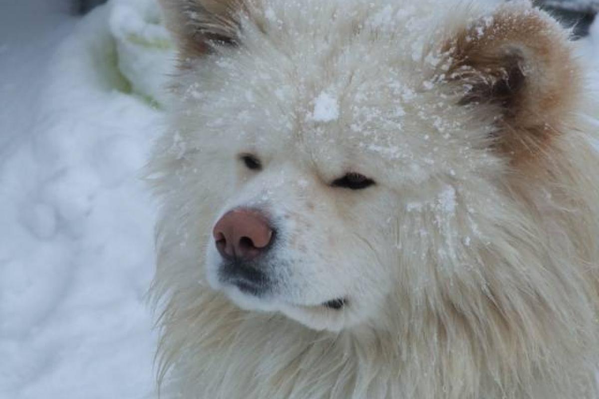 ブサかわ犬 わさお 白神カレンダー 白神山地 体験プログラム予約サイト